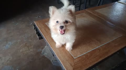 female spitz