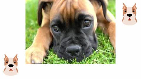 How to Train a Boxer - Learn How to Train a Boxer Dog