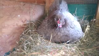 Freshly Hatched Easter Egger Chicks Under A Broody Hen