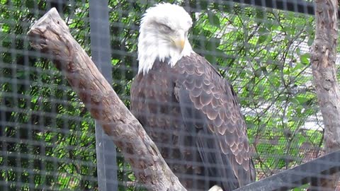 Eagles at the SI Zoo