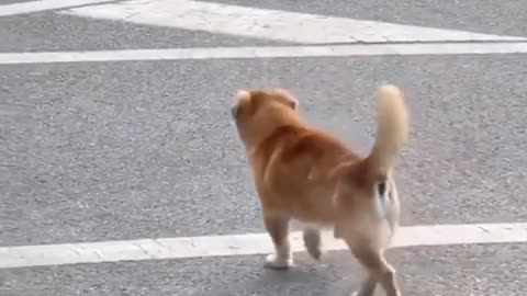 Just a extremely happy dog out for a stroll!