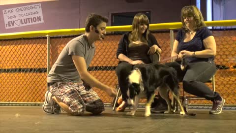 Dog training video//how to a dog trained//