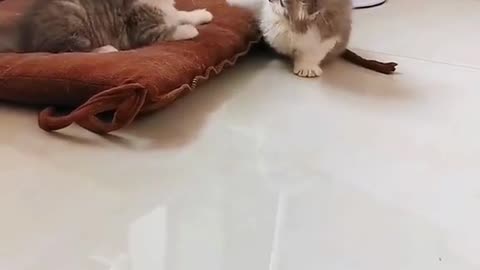 Cute kitten wrestling