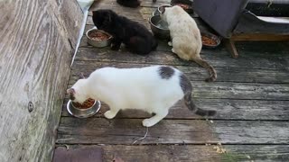 Wild Kitten shows up for Breakfast