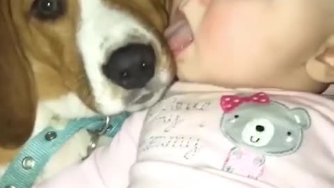 Cute Baby and Dog Lick each Other in the Mouth!