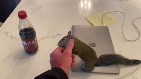Pet Squirrel attacking paper towels