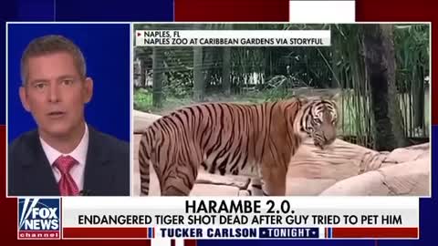 Harambe 2.0 - Endangered tiger named Eko was murdered after a man tried to pet him