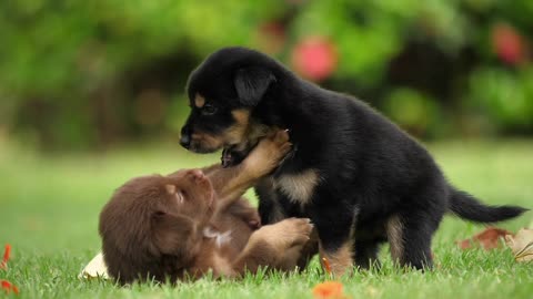 Lovely puppy always happy 😊 😍