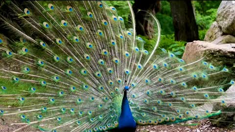 Peacock Dance in Rain showing Colorful Feathers National Bird of India Mayur Dancing