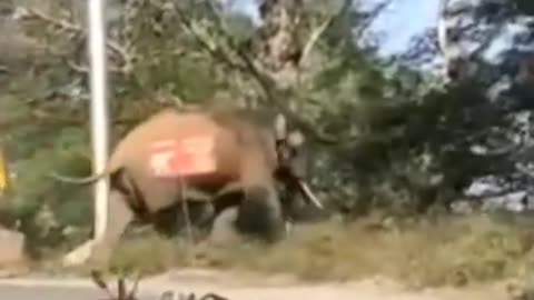 Elephant 🐘 attack kerala