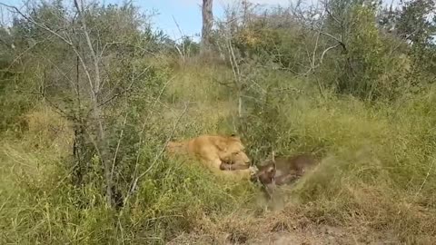 LION KILLS