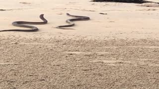 Snakes Tangle up in the Sand