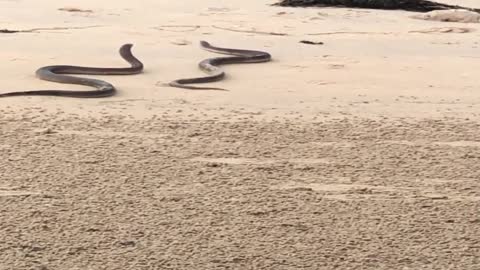 Snakes Tangle up in the Sand