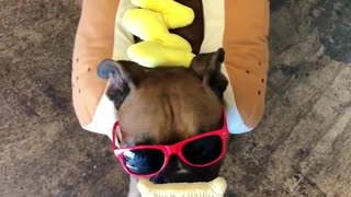 Dog in halloween costume