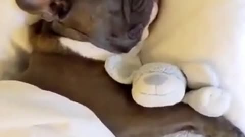 Compilation of Funny Dog Snoring😁 #shorts #dogs