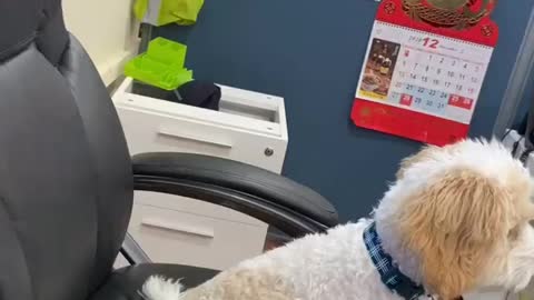 Hardworking puppy in the office