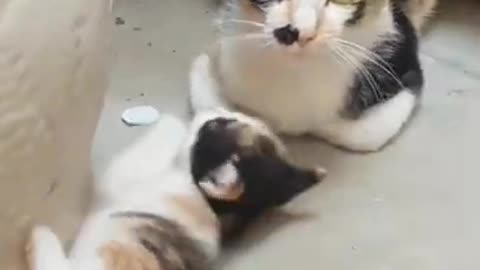 Kitty Playing With Mom#Shorts