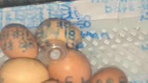 Incubator with chicken eggs day 18