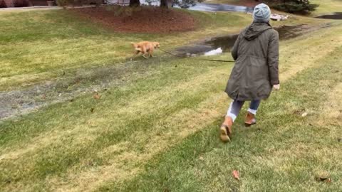 Golden running through puddles 😂