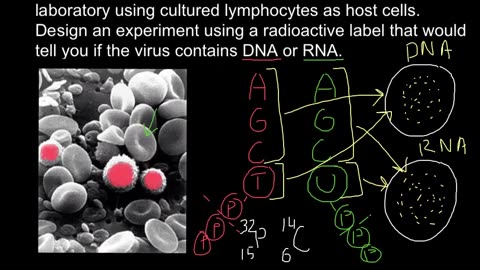 How to determine if virus DNA or RNA based using radioactive labeling?