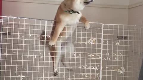 Shiba inu puppy makes epic prison break
