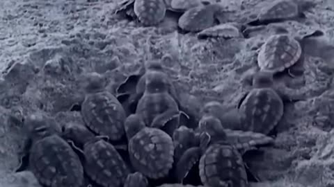 Turtle hatchlings make way to ocean in South Carolina