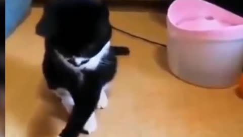 bad trained cute cat videos