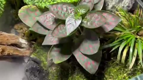 The rockery, green plants and smoke look so beautiful