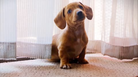 Cute puppy paying attention.