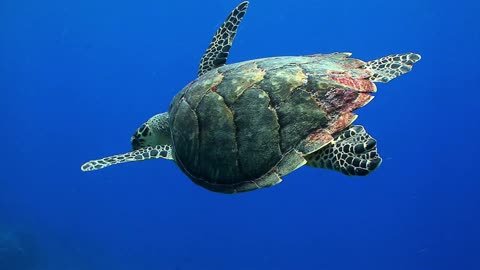 divers watch big sea turtle swim away