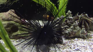 Diadema antillarum aka Long-Spined Sea Urchin