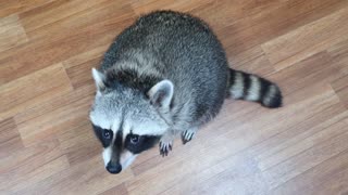 Raccoon rubs his small hands.