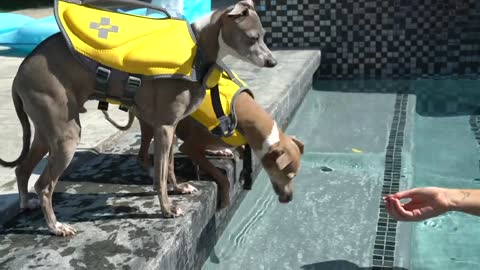 Amazing dogs swimming