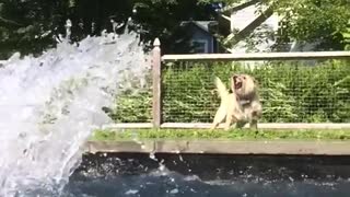 Small white dog outside pool gets splashed