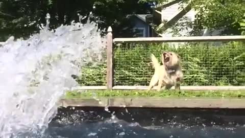 Small white dog outside pool gets splashed