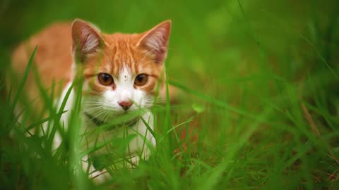 White cat lying among the grasses seen up close