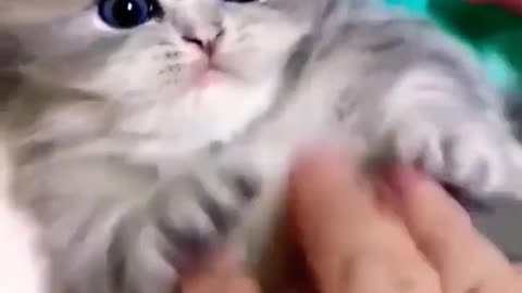 Tickling the kitten #cute #cat #shorts #kitten #animals