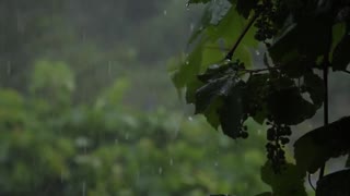 Tibetan Rain Sounds with Singing Bowls and Birds chirping [ Sleep Music ]-(720p)