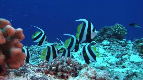 Tropical fish on coral reef