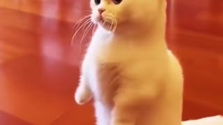 CUTE CAT WITH WABBLY ARMS