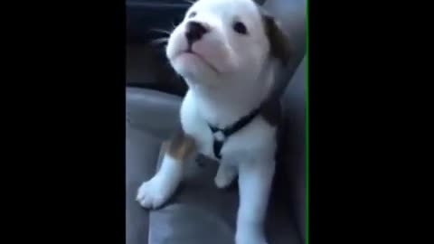 Puppy Gets angry at his own Hiccups!