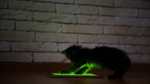 A little black kitten in the evening is playing with a screen tablet computer