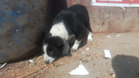 hungry puppy eating dustbin trash puppies fight for food