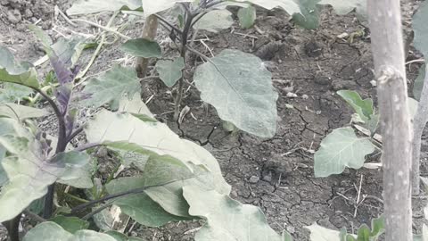 Eggplant is about to blossom and bear fruit