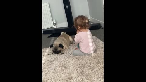 Pug Is Desperate For Little Girl To Play Ball With Him