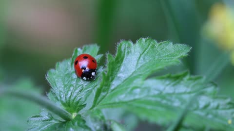 Amazing Ladybug Compilation