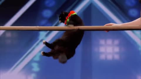 The Savitsky Cats: Super Trained Cats Perform Exciting Routine - America's Got Talent 2021