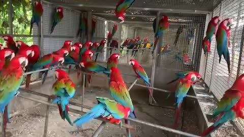 Winged Macaw Parrot Colony