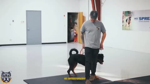 CAN I TRAIN THIS POWERFUL STUBBORN ROTTWEILER... 🐶🐶🐶🐶#PART-55