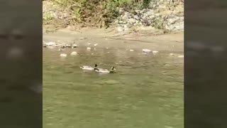 Ducks enjoying a shiny day while swimming